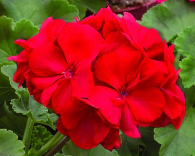 Pelargonium × hortor